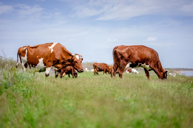 leadership in agriculture