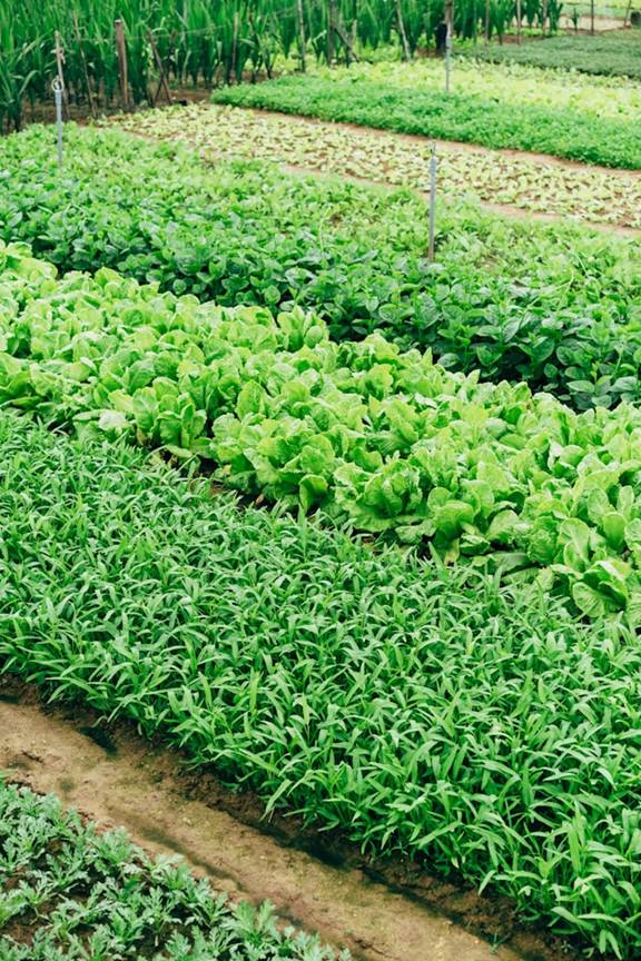 agriculture